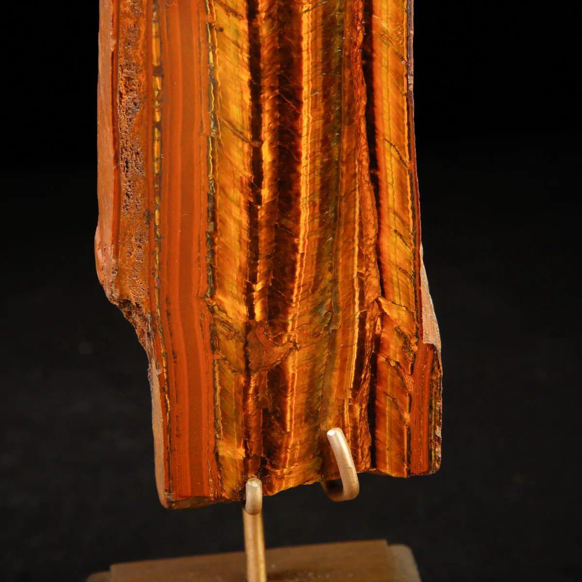 Occhio di Tigre in Esposizione.