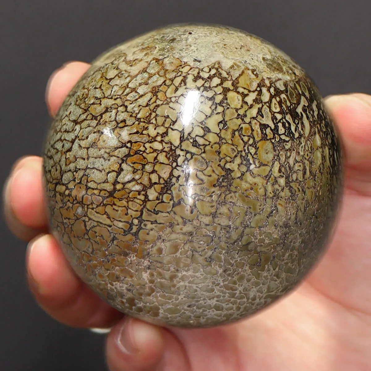 Sfera in Osso di Atlasaurus