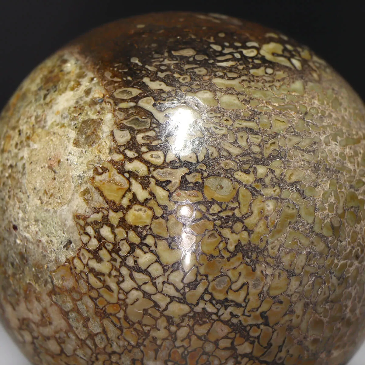 Sfera in Osso di Atlasaurus