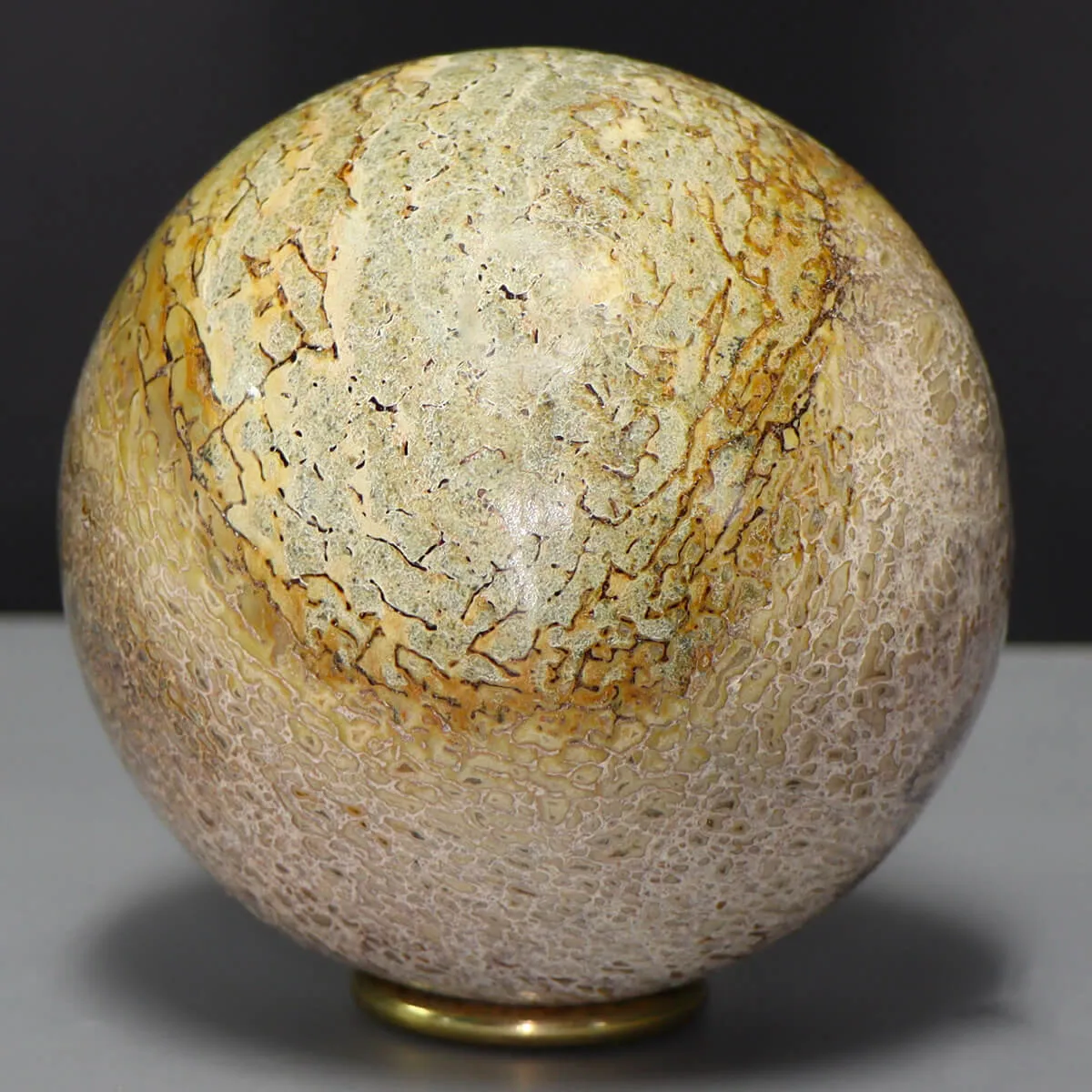 Sfera in Osso di Atlasaurus