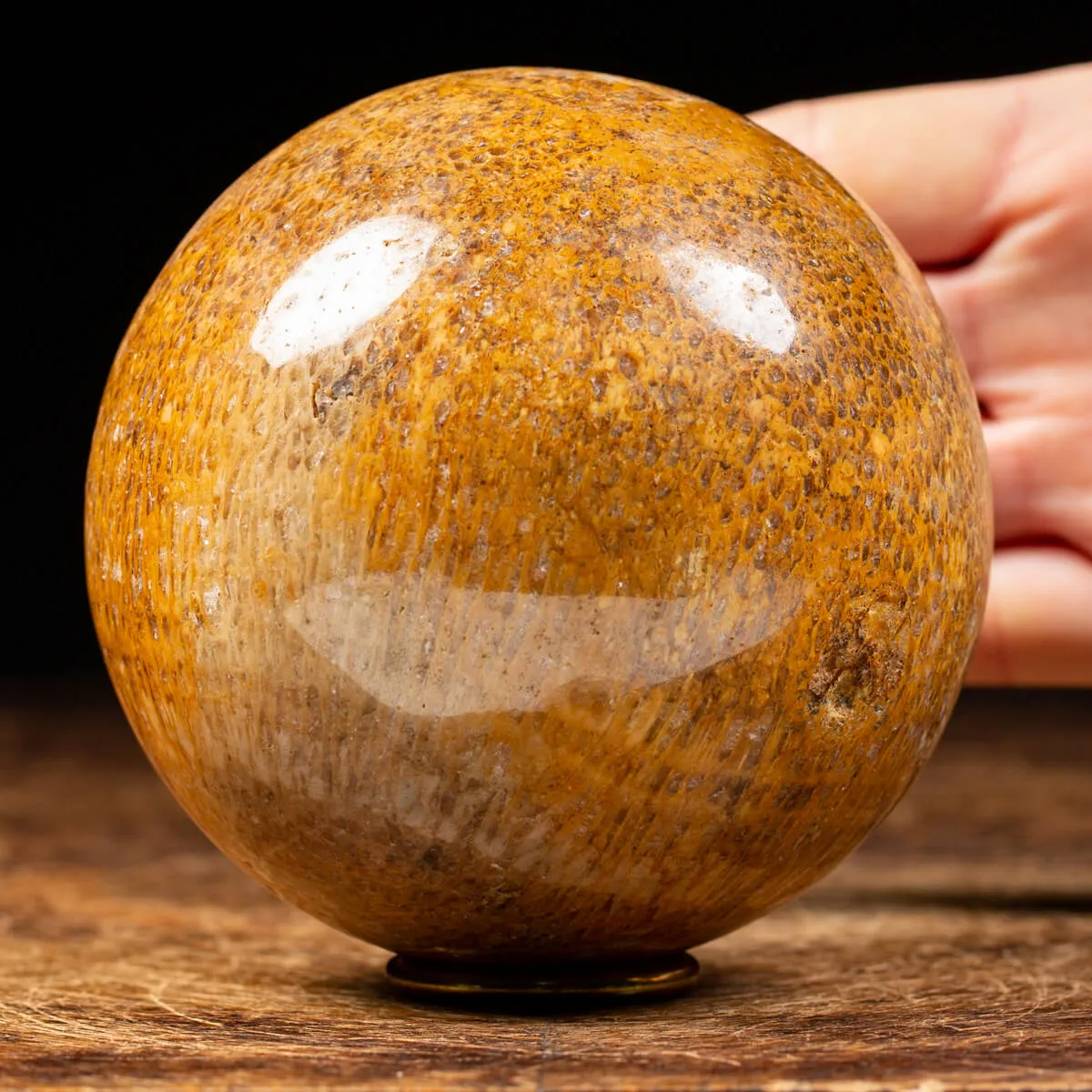 Sfera in Osso di Atlasaurus