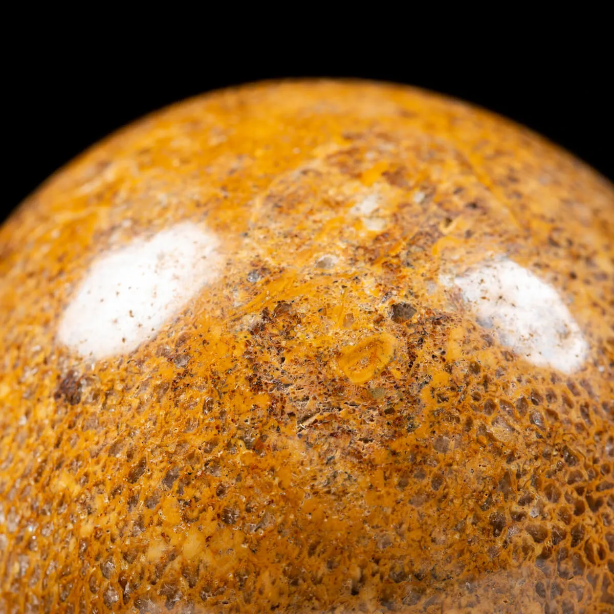 Sfera in Osso di Atlasaurus