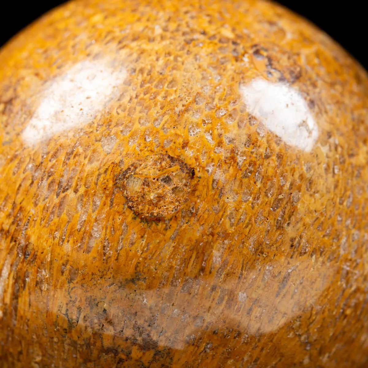 Sfera in Osso di Atlasaurus