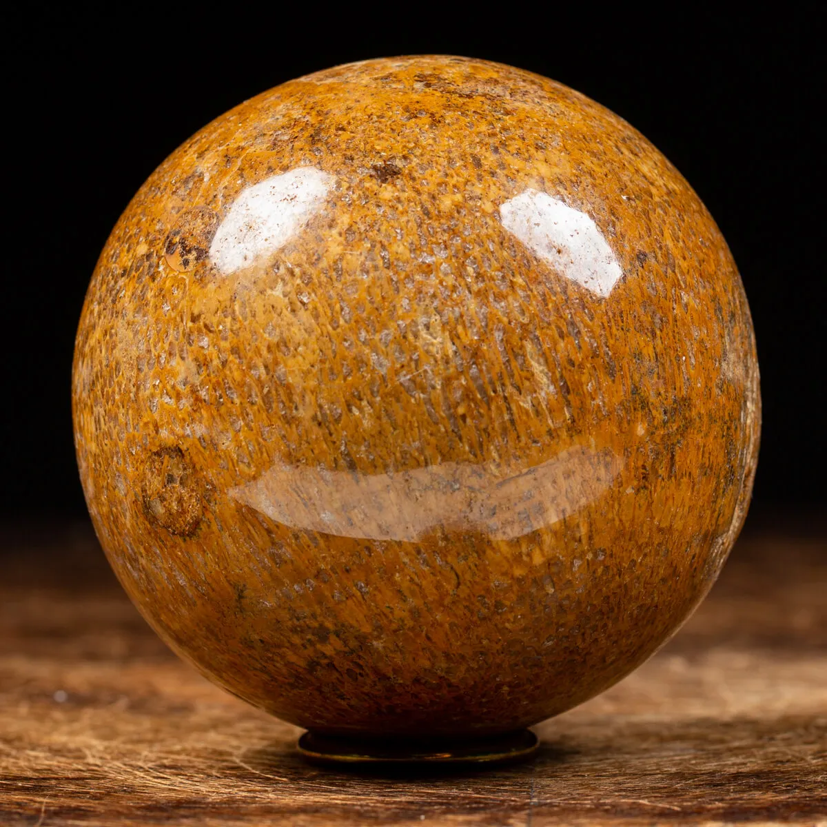 Sfera in Osso di Atlasaurus