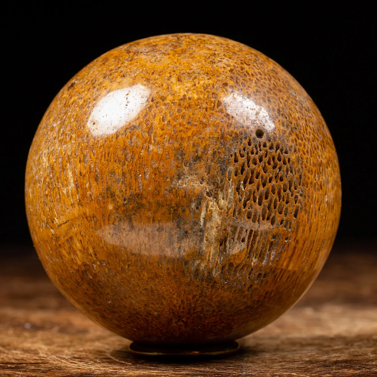 Sfera in Osso di Atlasaurus