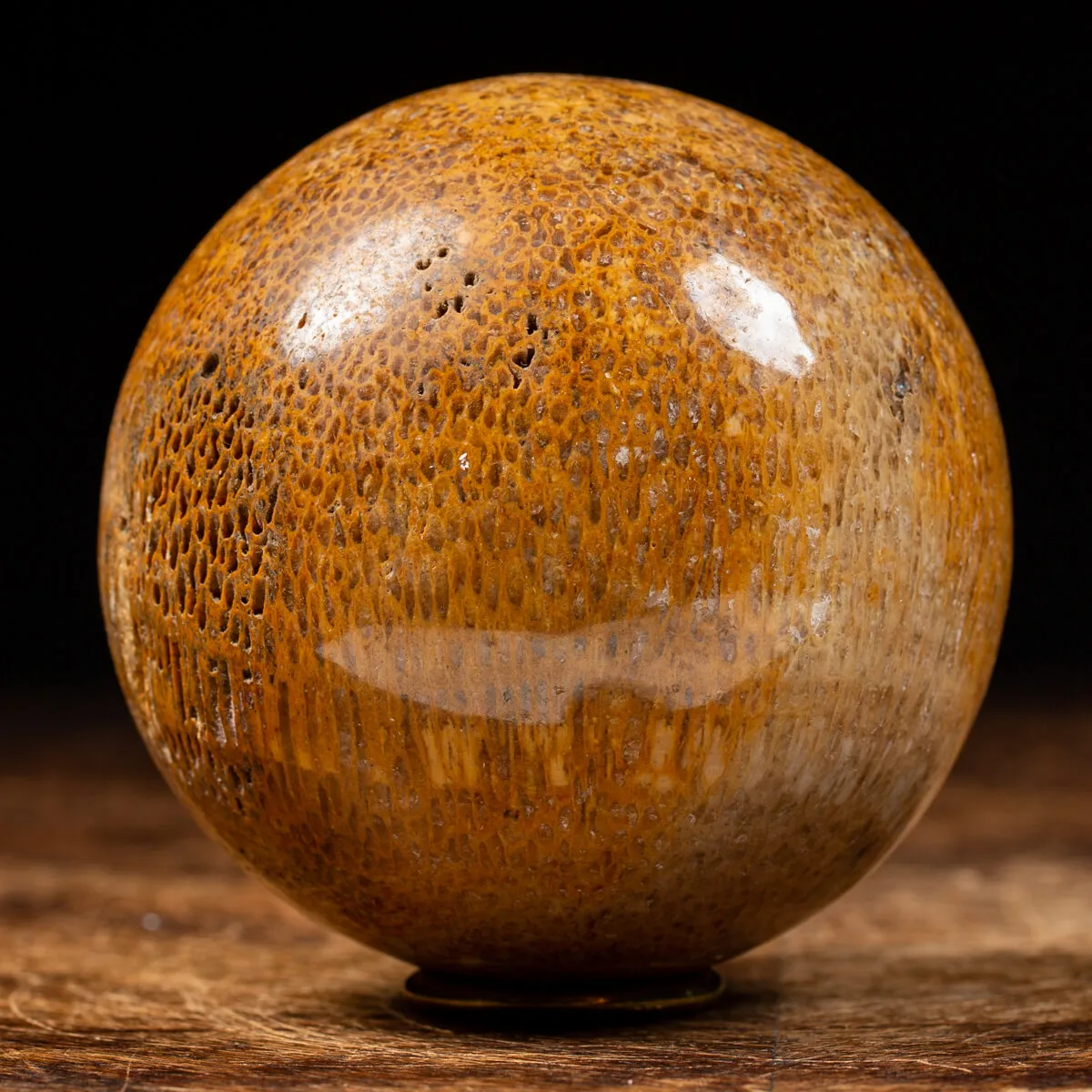 Sfera in Osso di Atlasaurus