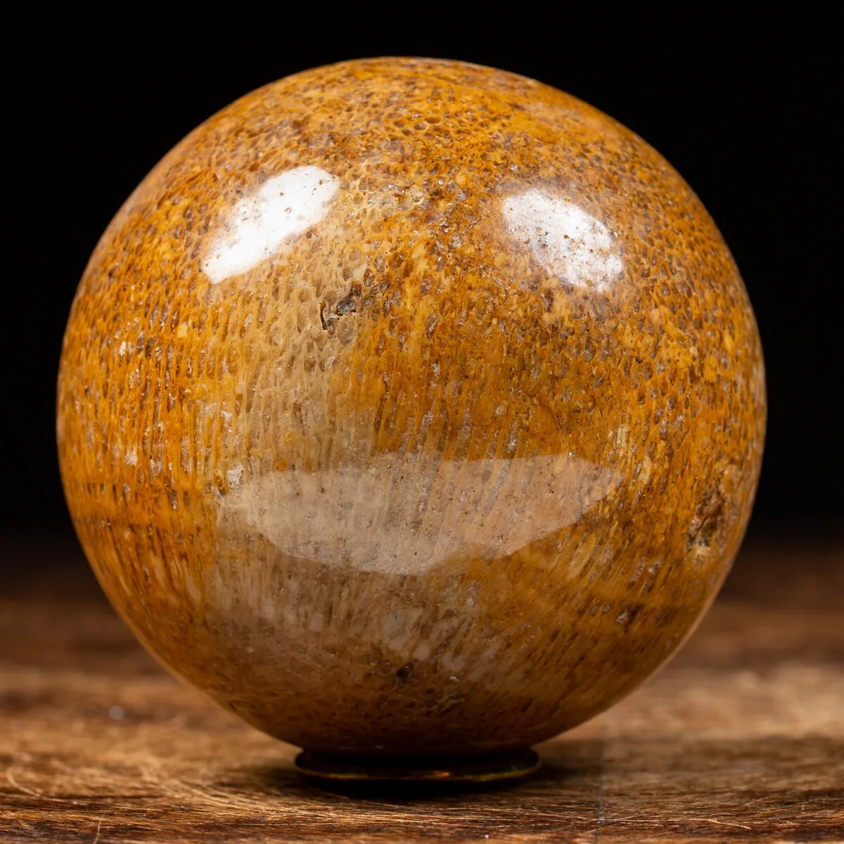 Sfera in Osso di Atlasaurus