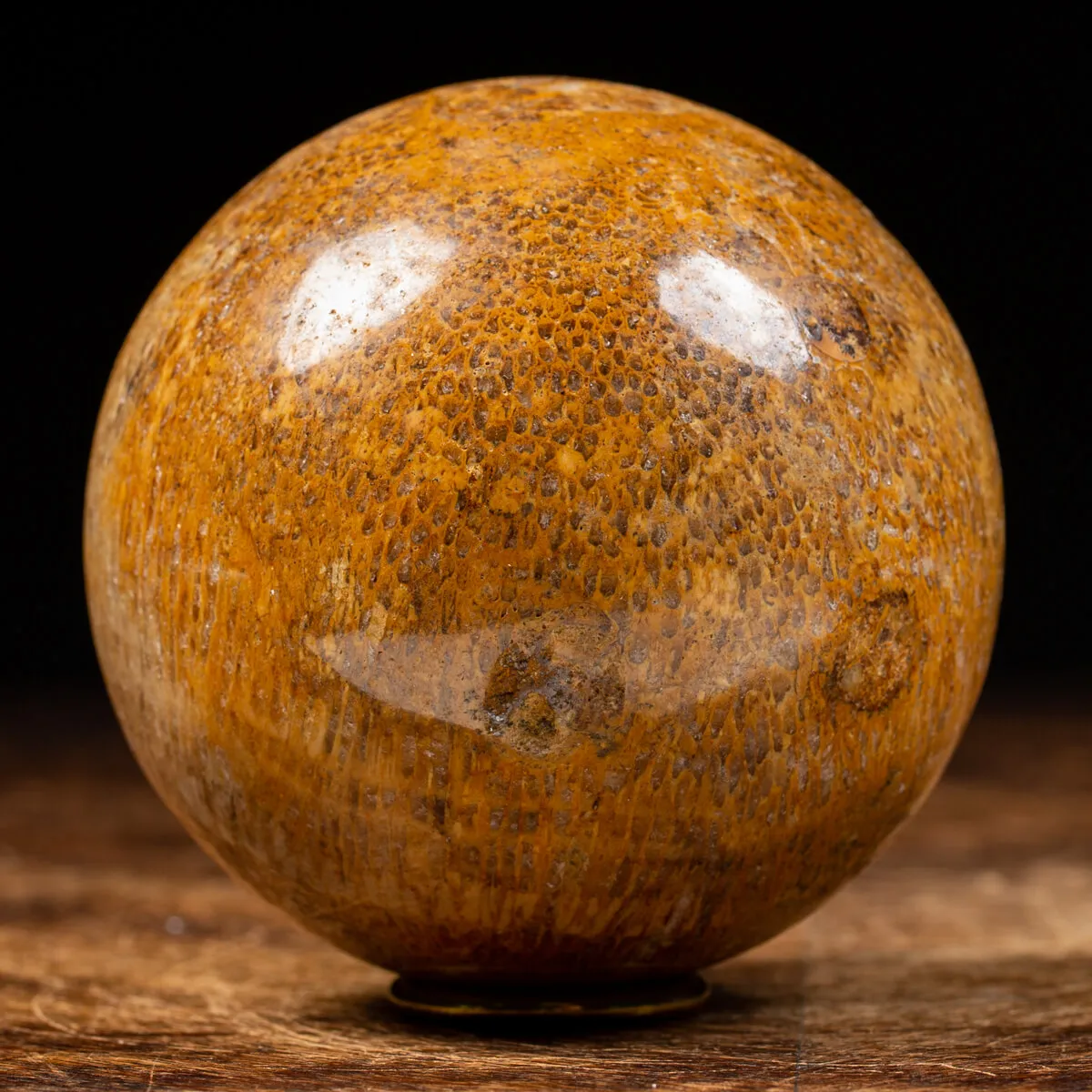 Sfera in Osso di Atlasaurus