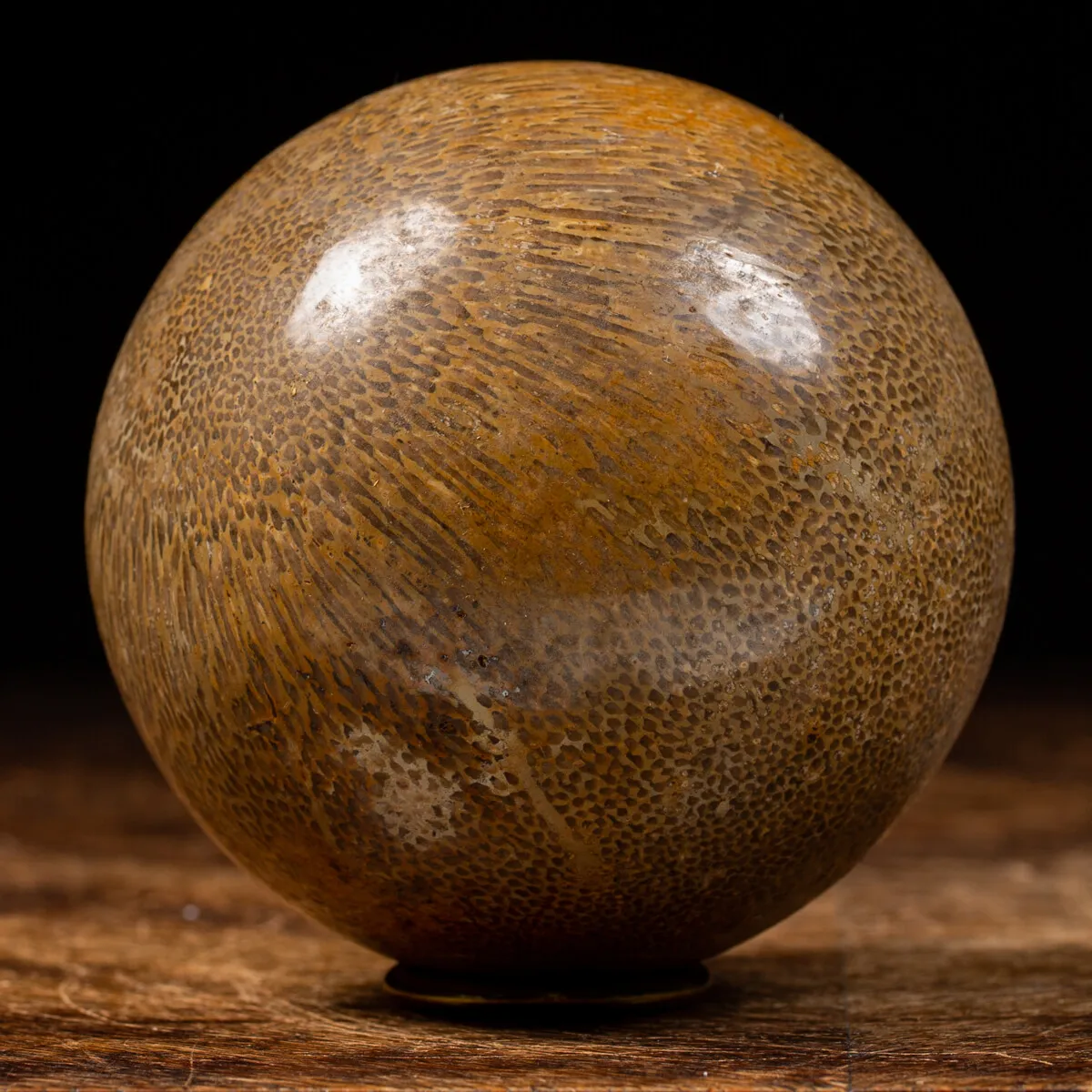 Sfera in Osso di Atlasaurus