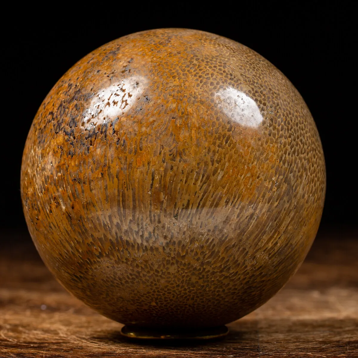 Sfera in Osso di Atlasaurus