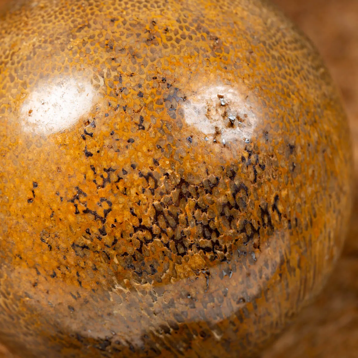 Sfera in Osso di Atlasaurus