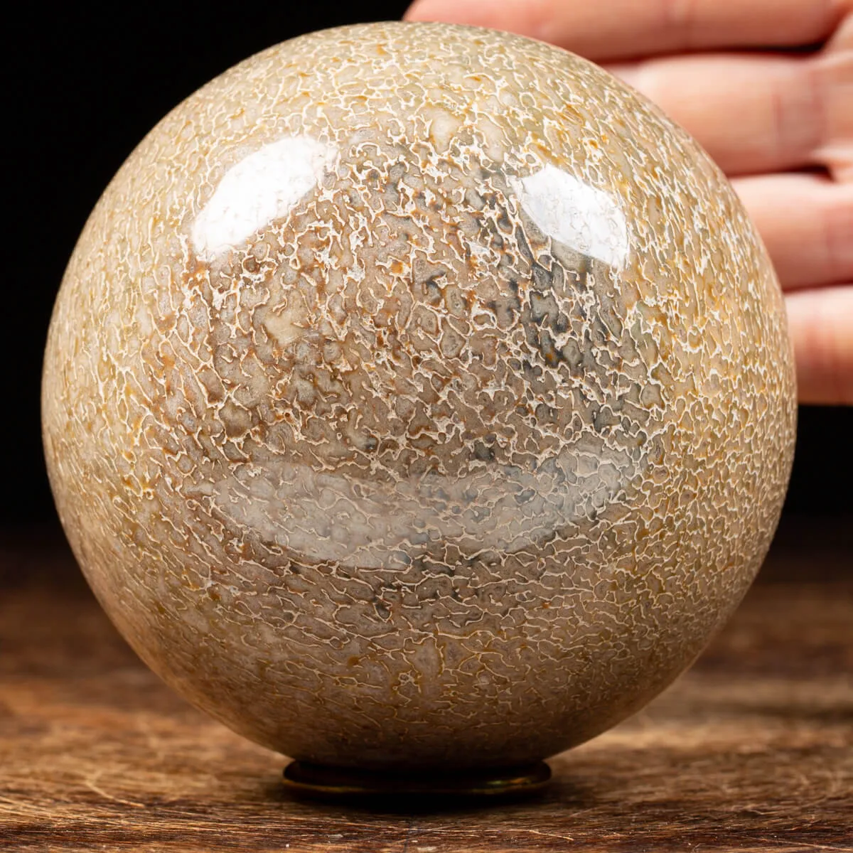 Sfera in Osso di Atlasaurus