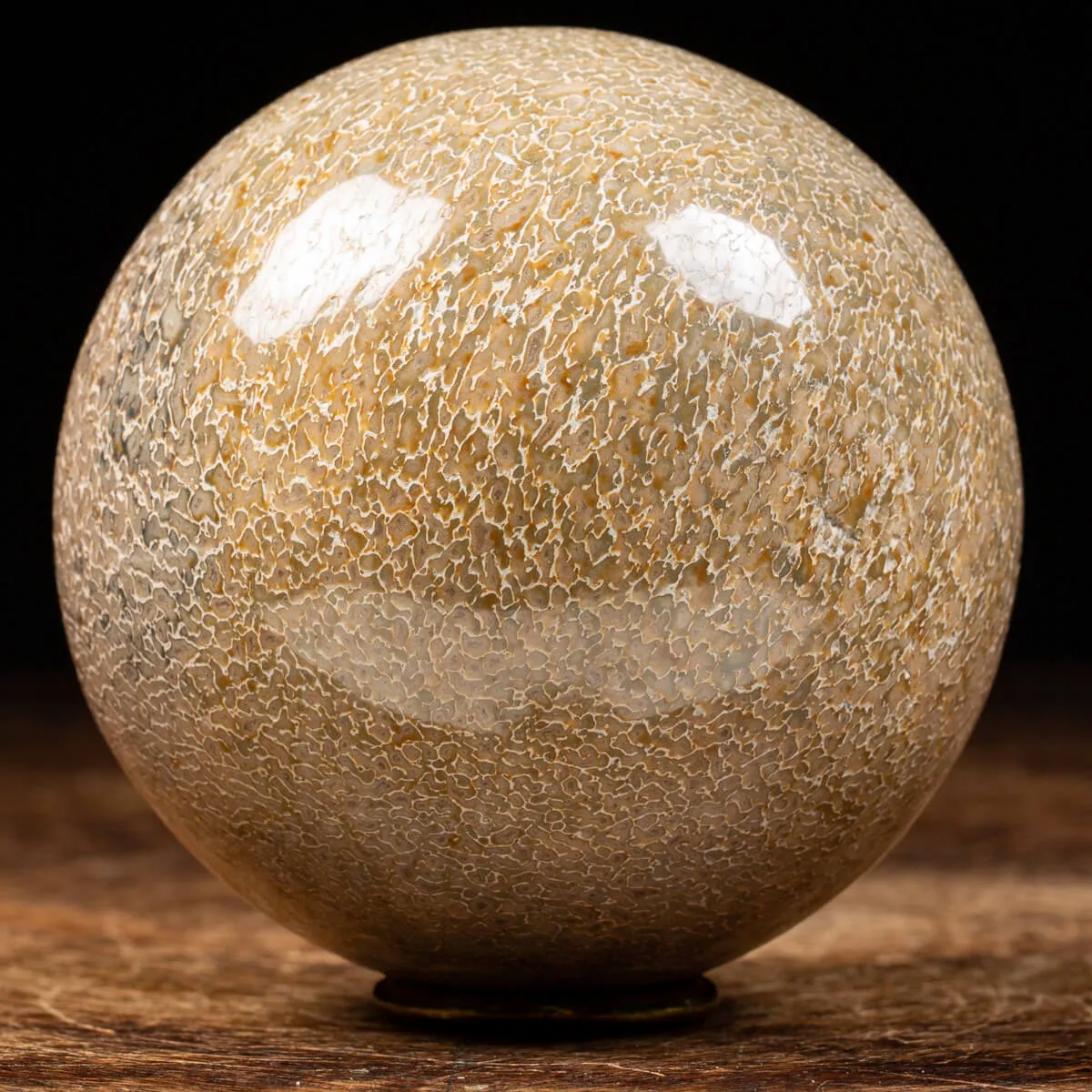 Sfera in Osso di Atlasaurus