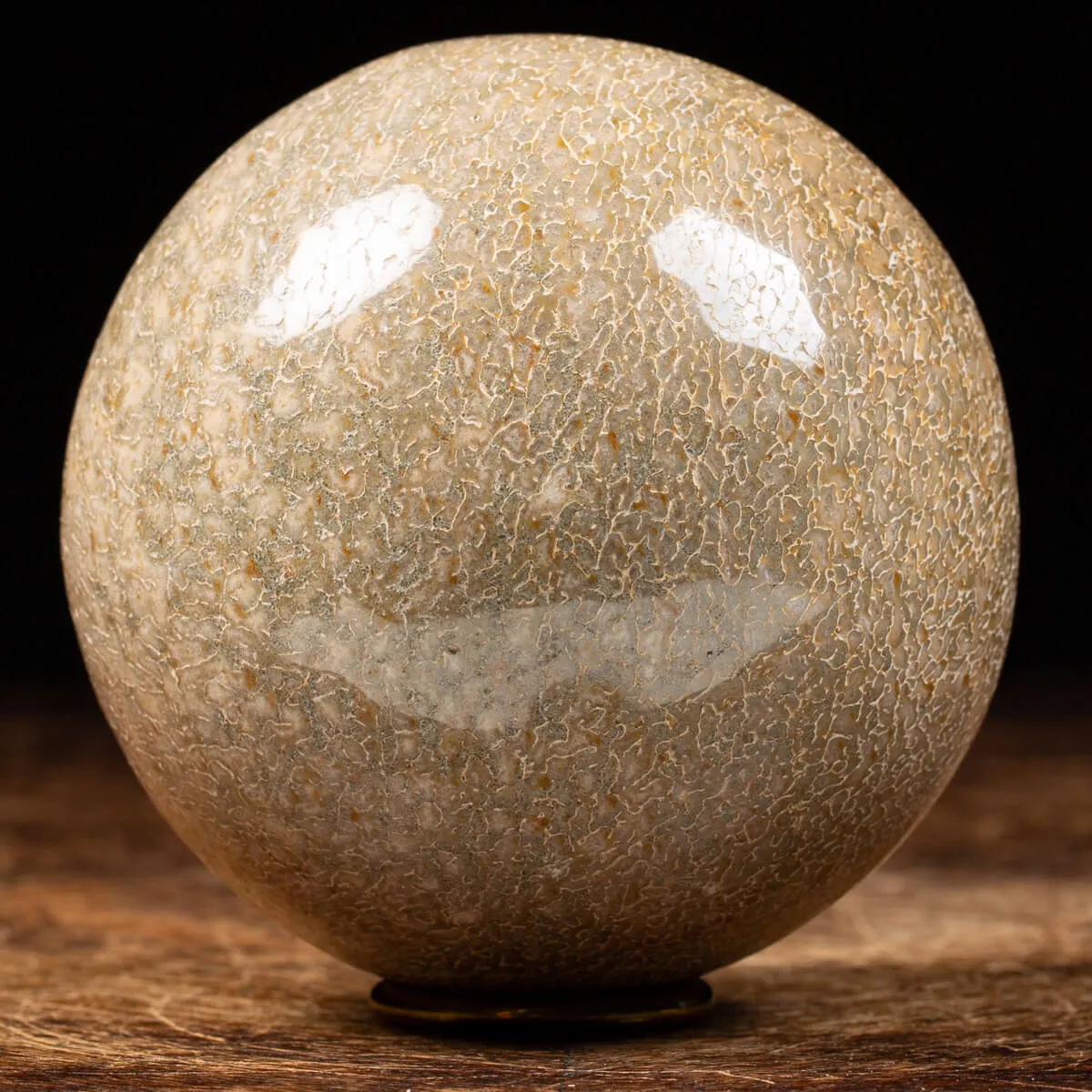 Sfera in Osso di Atlasaurus
