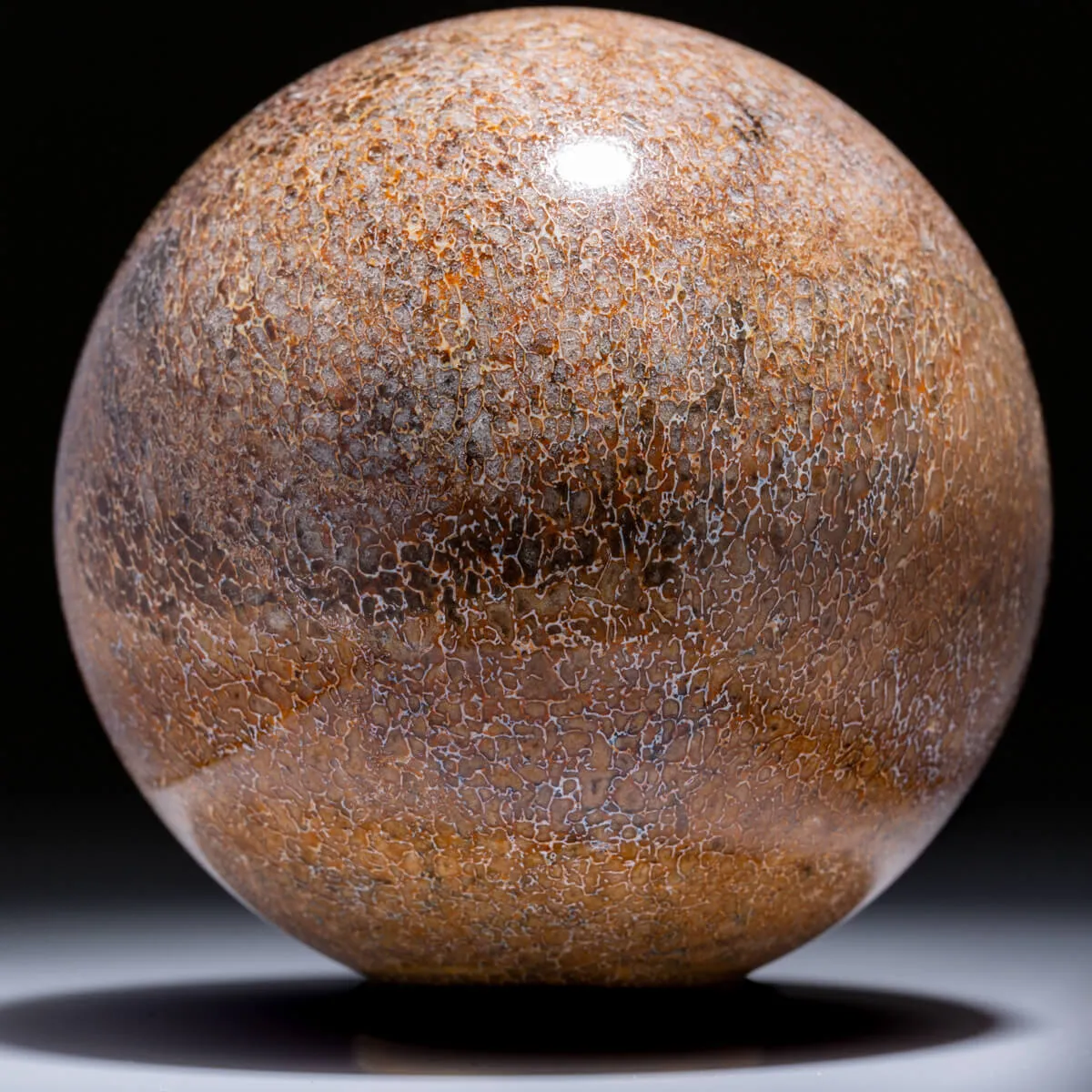 Sfera in Osso di Atlasaurus