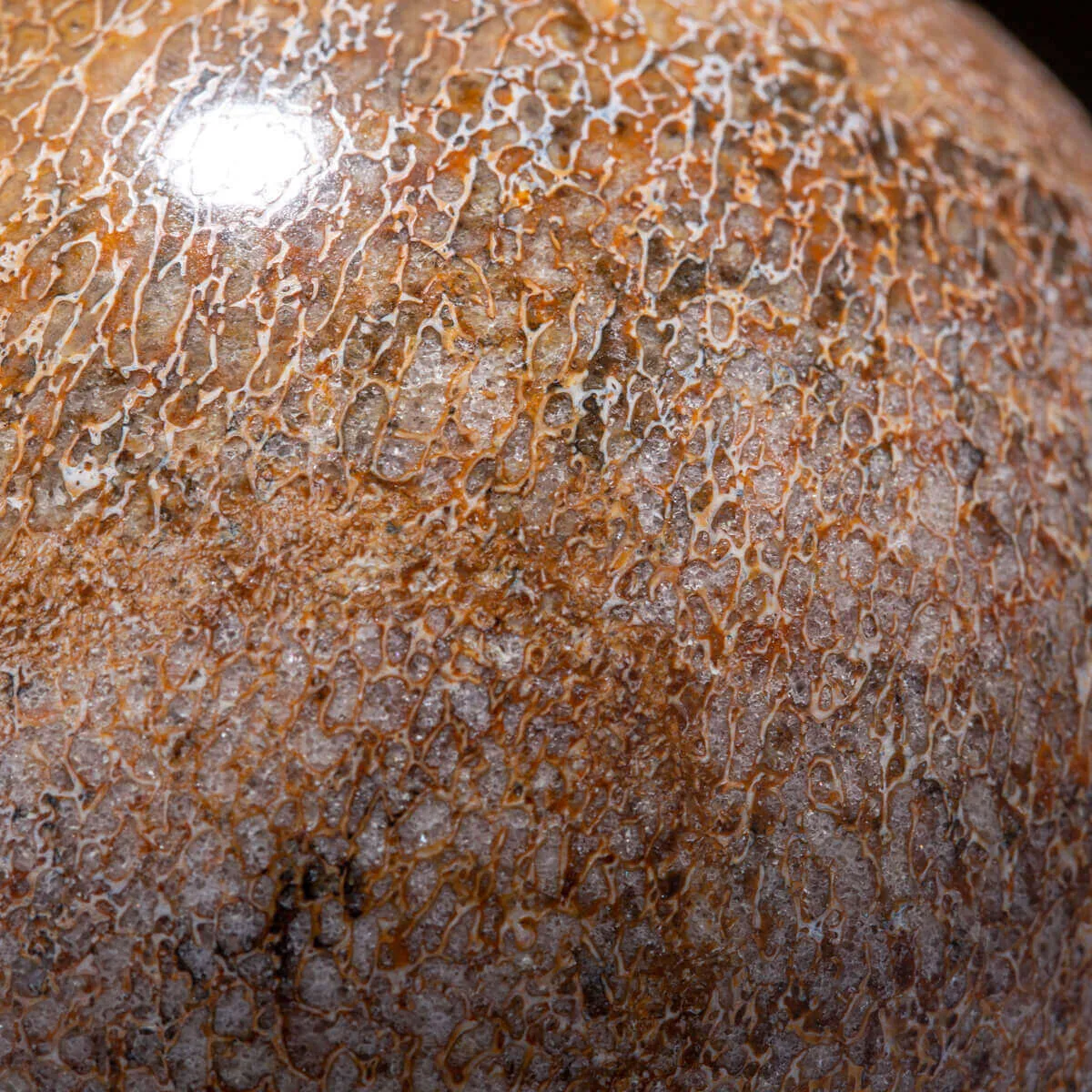 Sfera in Osso di Atlasaurus