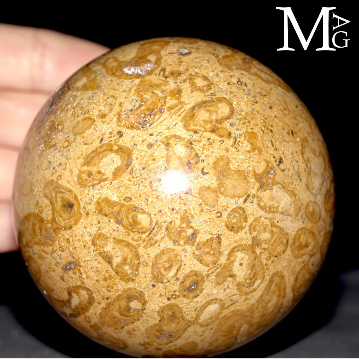 Sfera Fossile in Corallo Madreporico – Madagascar