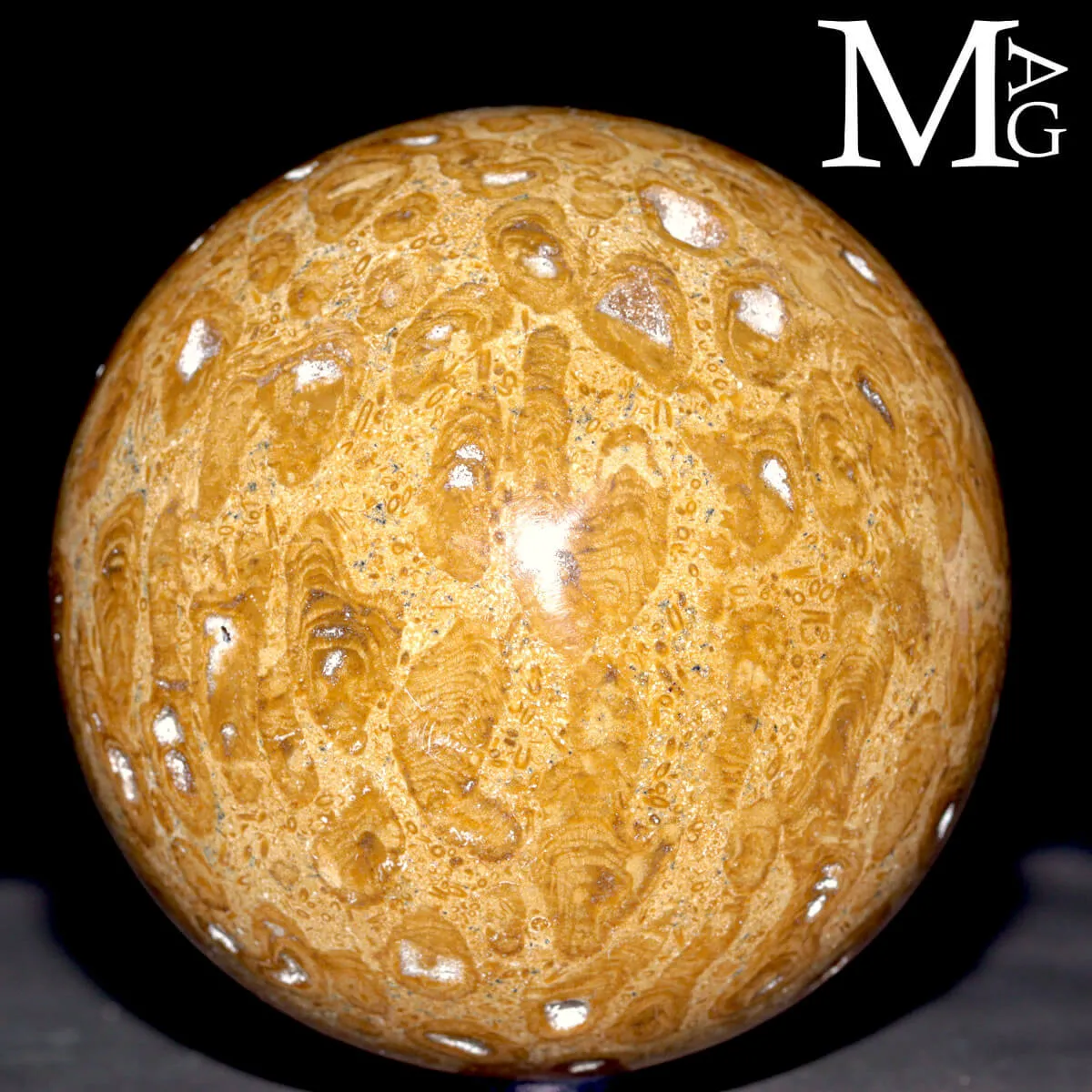 Sfera Fossile in Corallo Madreporico – Madagascar