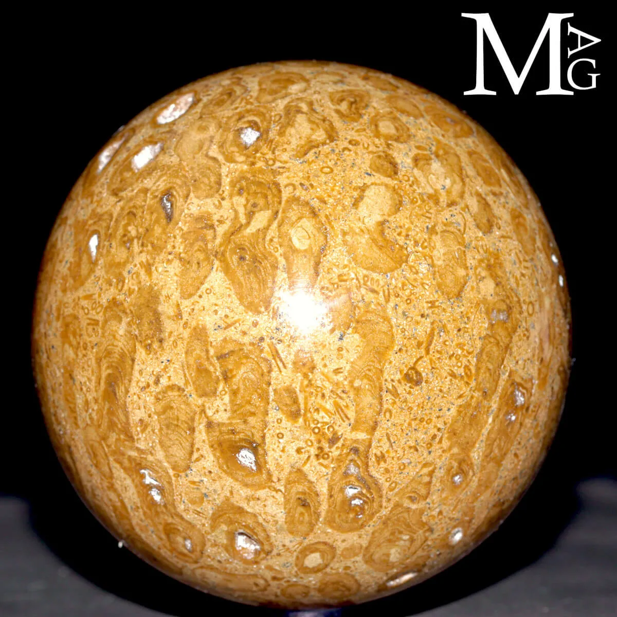Sfera Fossile in Corallo Madreporico – Madagascar
