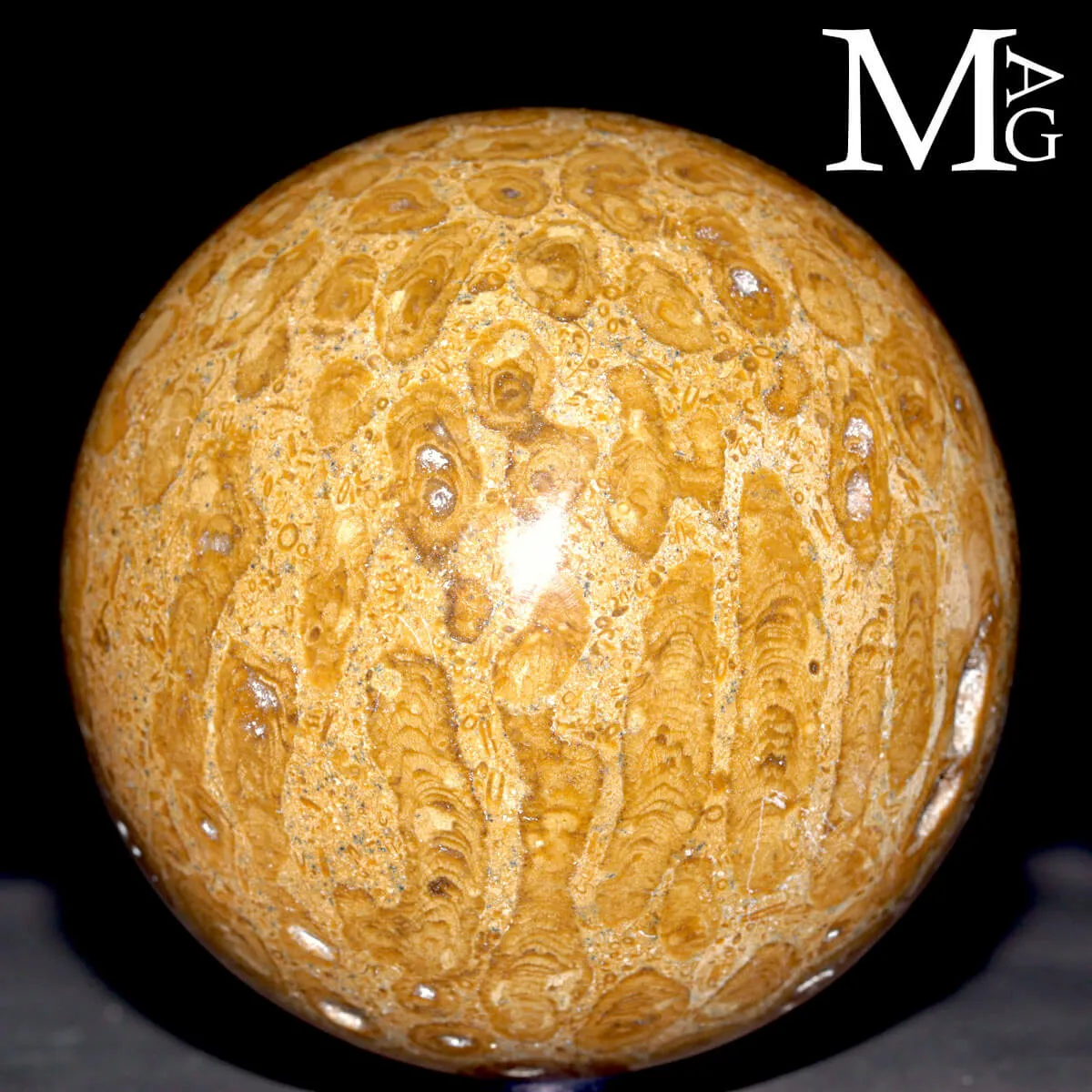 Sfera Fossile in Corallo Madreporico – Madagascar