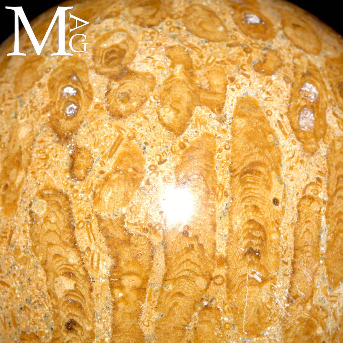 Sfera Fossile in Corallo Madreporico – Madagascar