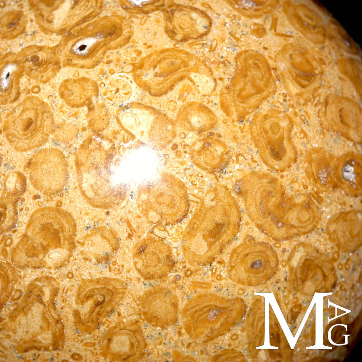Sfera Fossile in Corallo Madreporico – Madagascar
