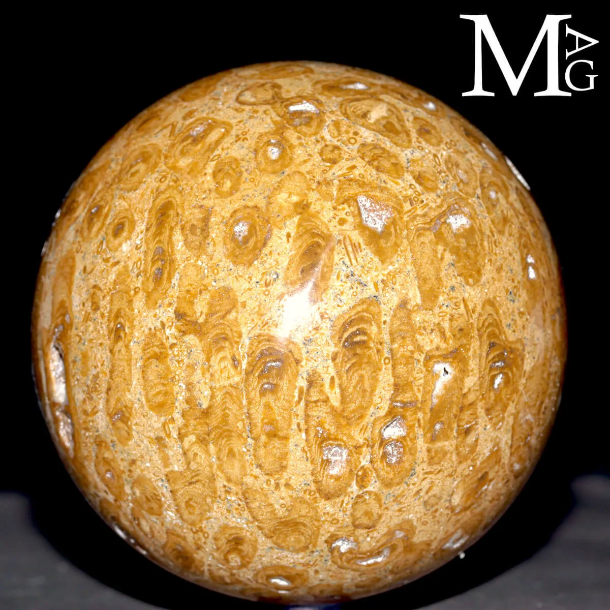 Sfera Fossile in Corallo Madreporico – Madagascar