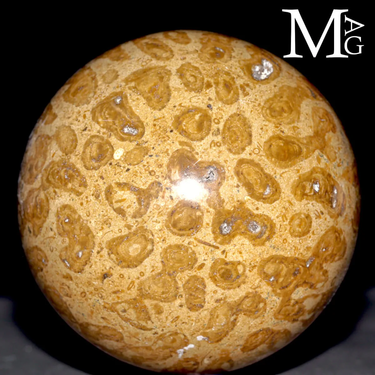 Sfera Fossile in Corallo Madreporico – Madagascar