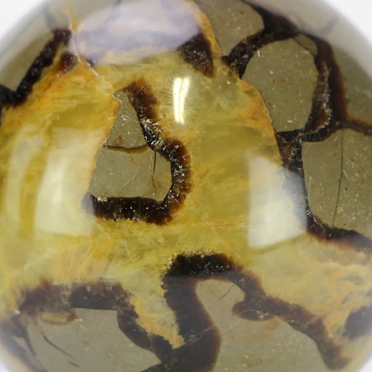 Sfera in Septaria