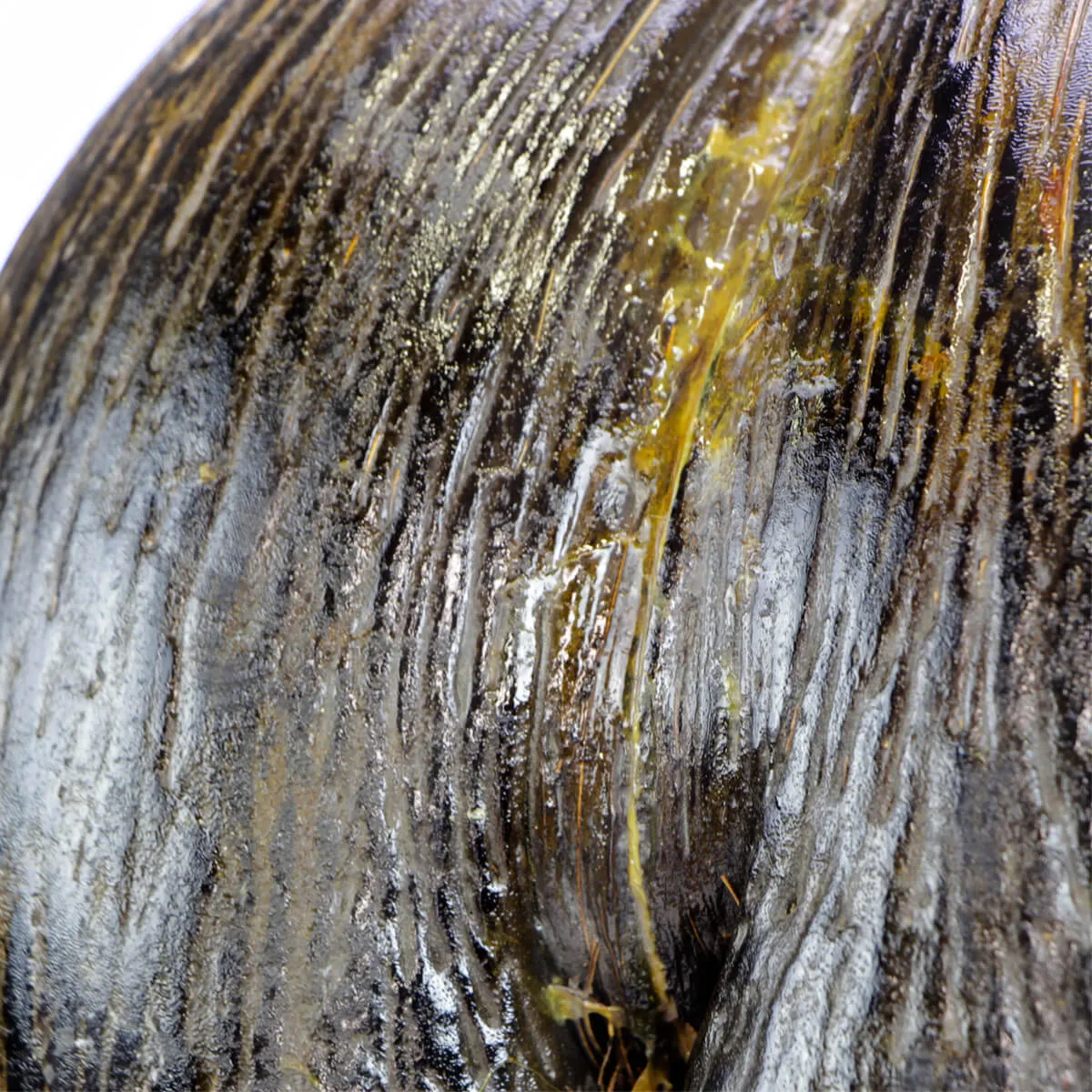 Coco de Mer