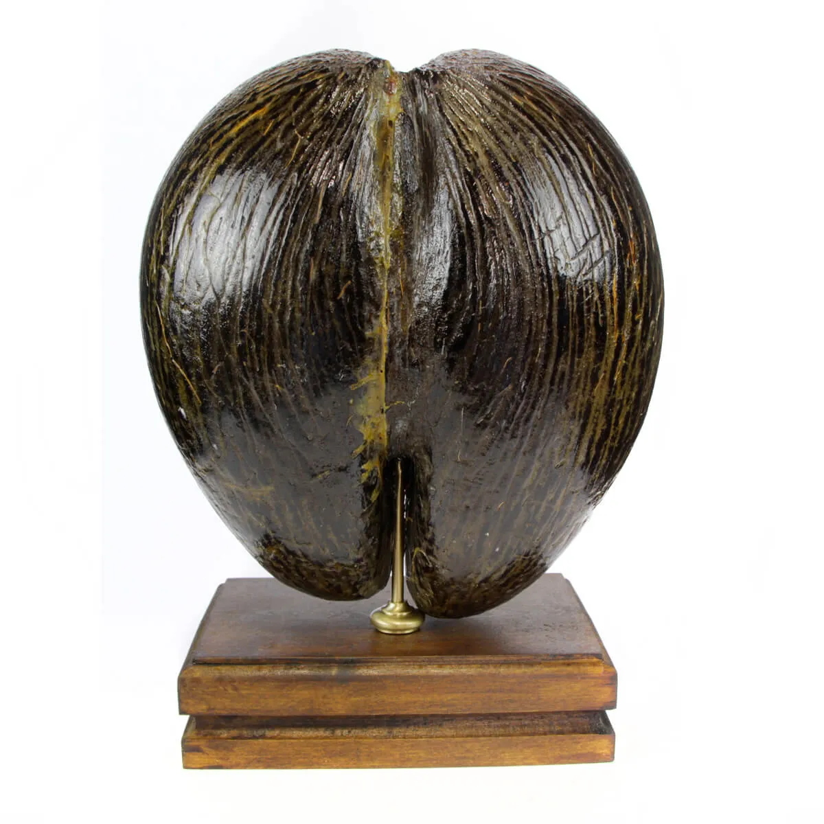 Coco de Mer