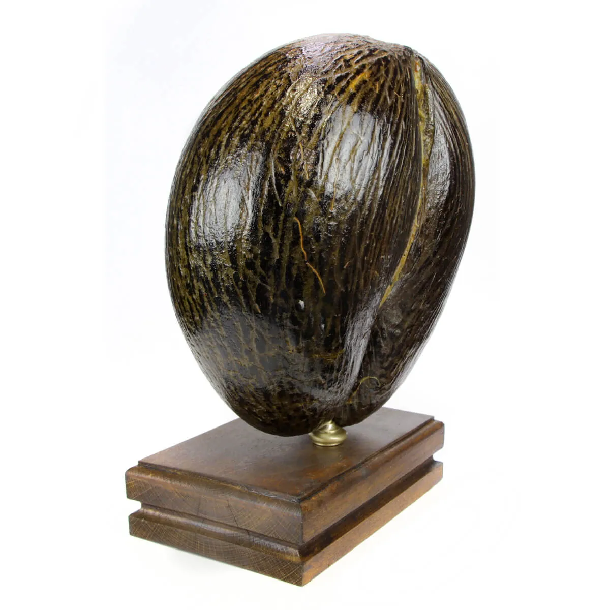 Coco de Mer