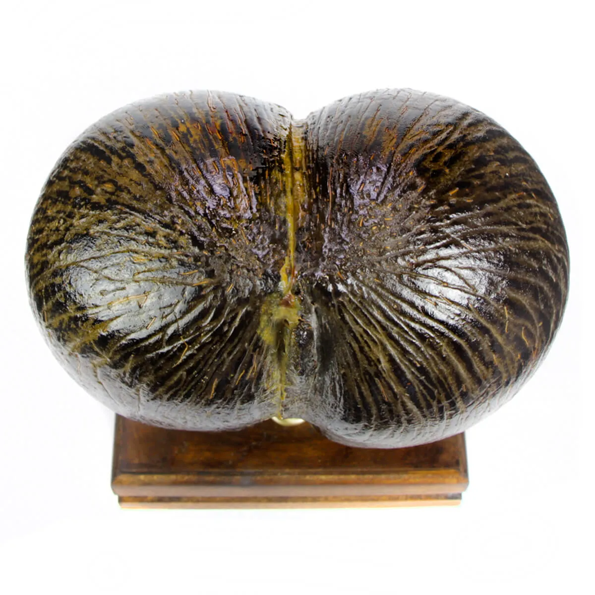 Coco de Mer