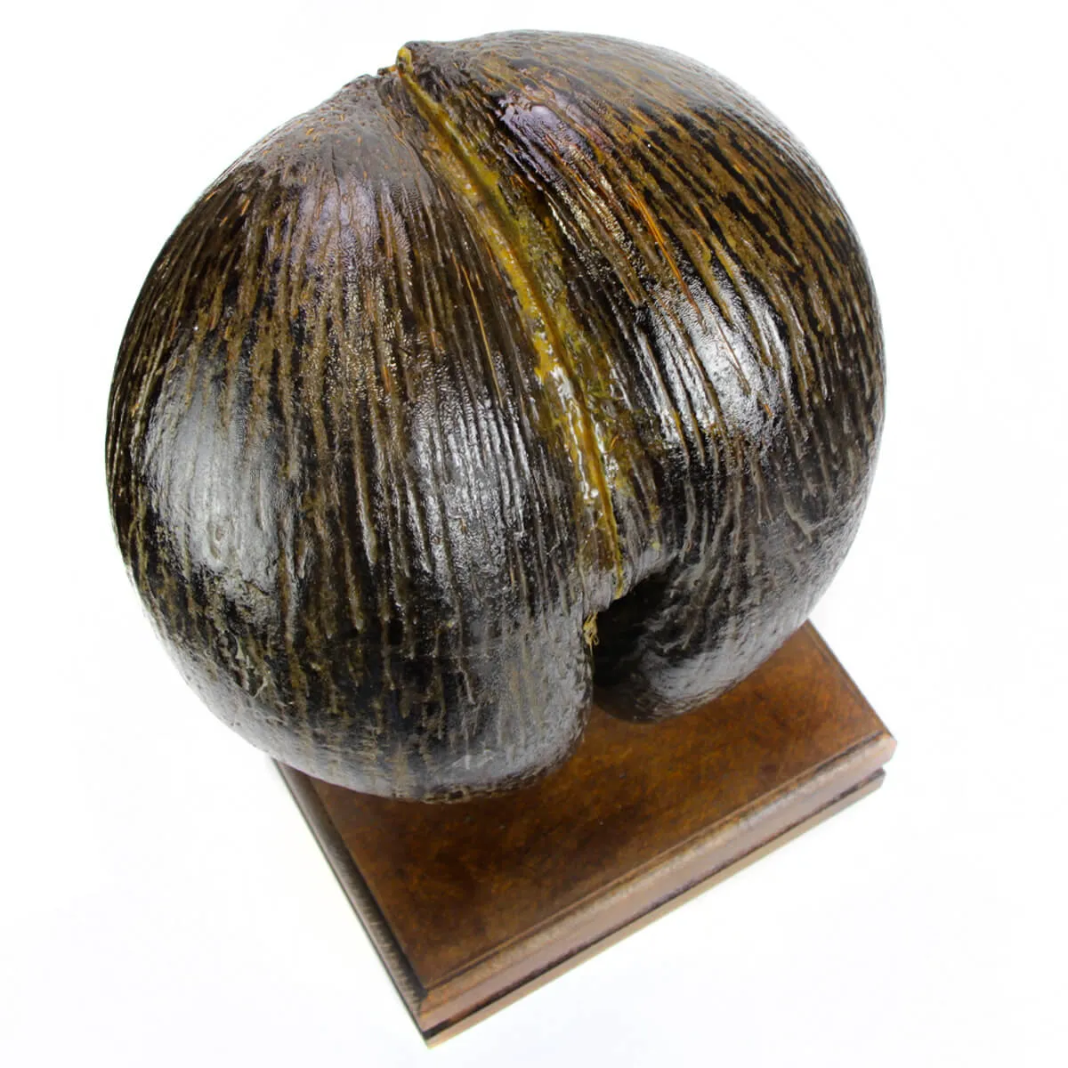 Coco de Mer