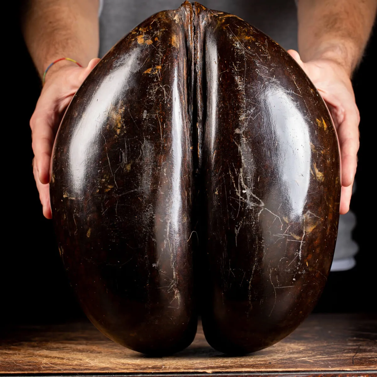 Coco de Mer