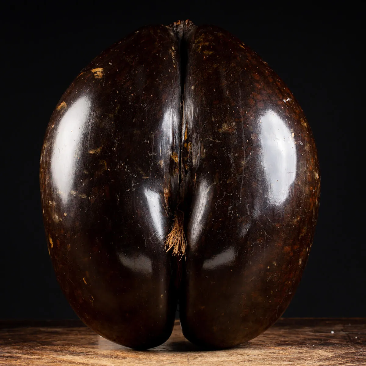Coco de Mer