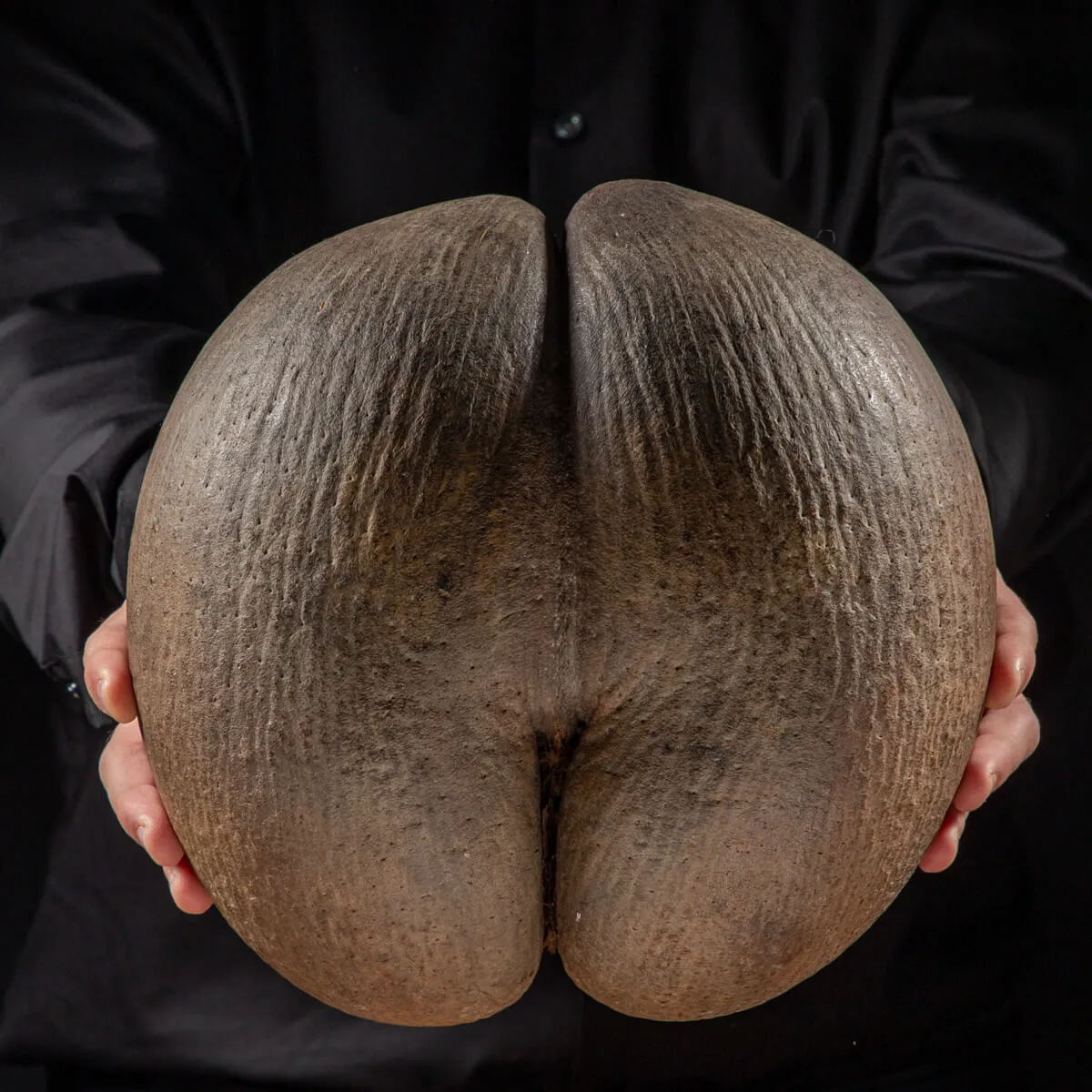 Coco de Mer