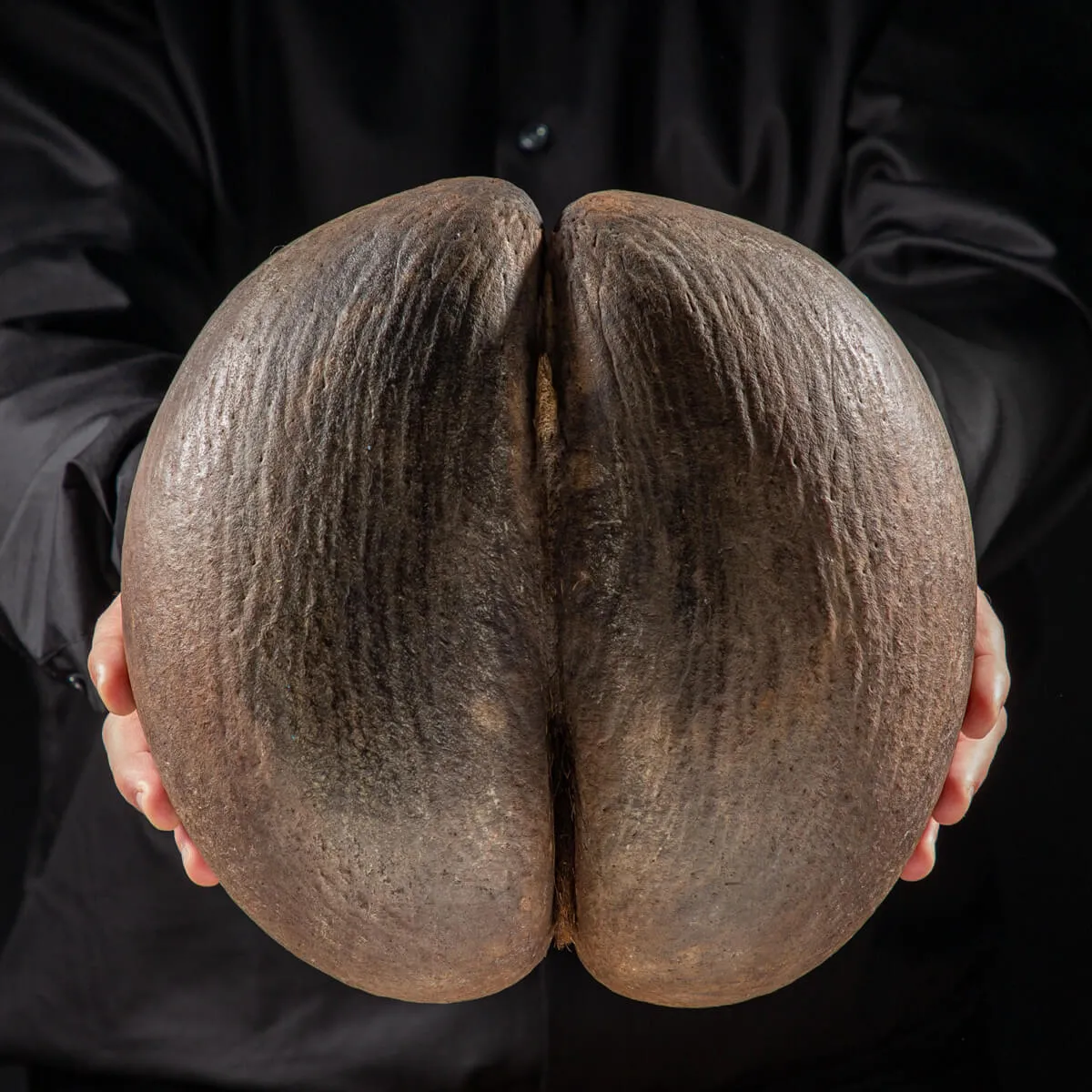 Coco de Mer