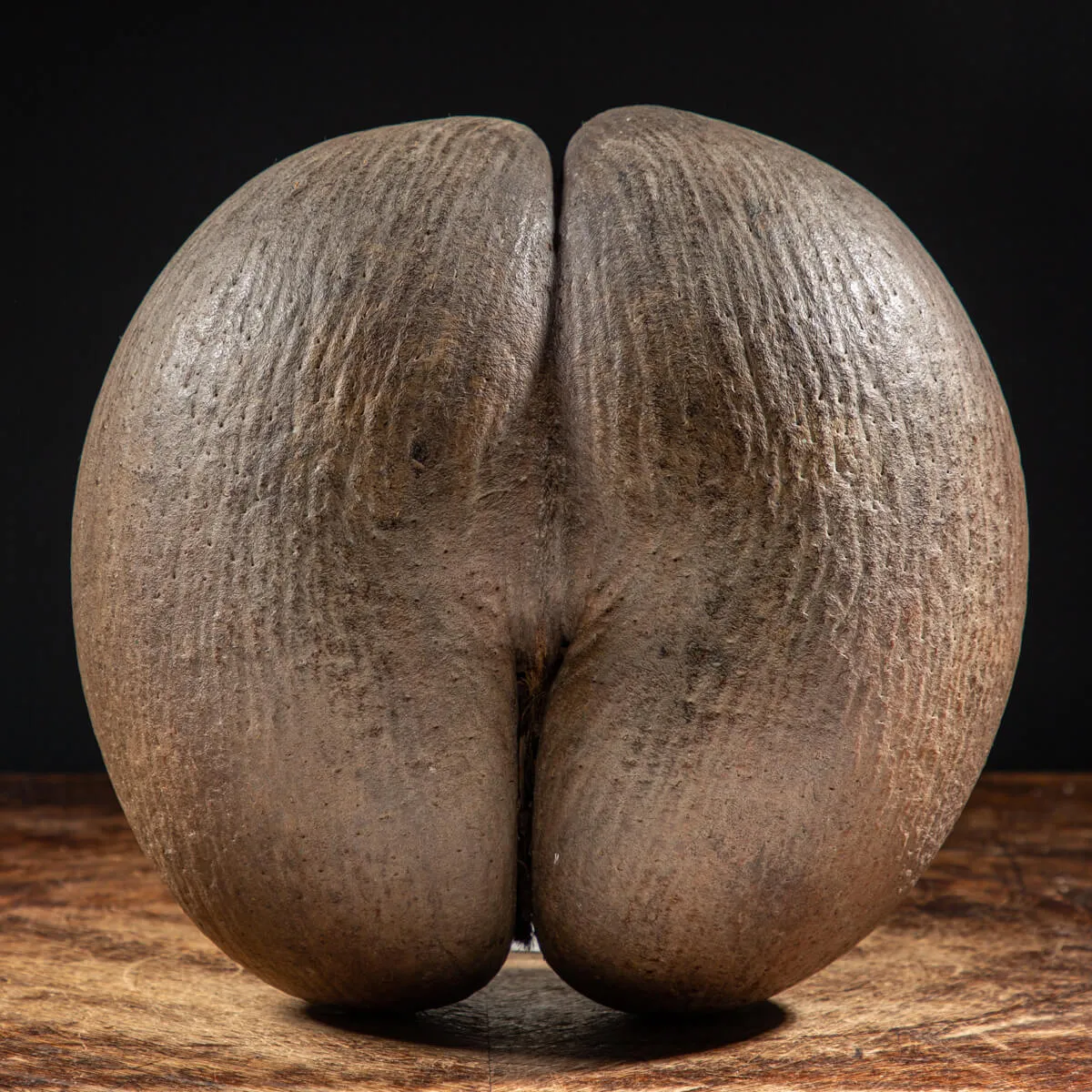 Coco de Mer