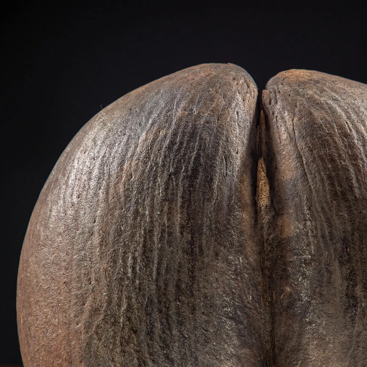Coco de Mer