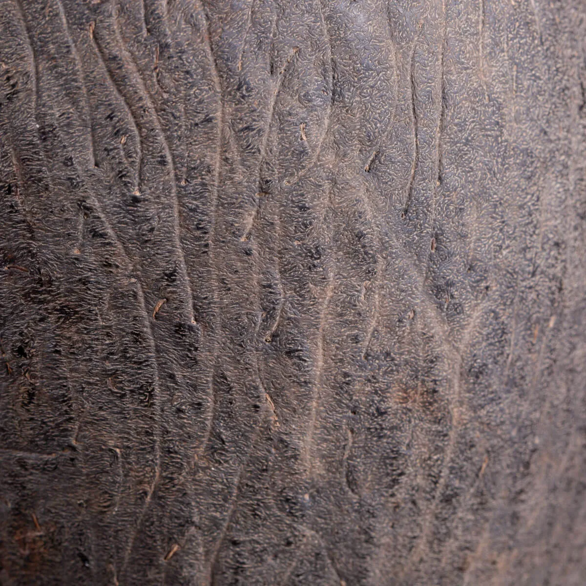 Coco de Mer - Lodoicea Maldivica