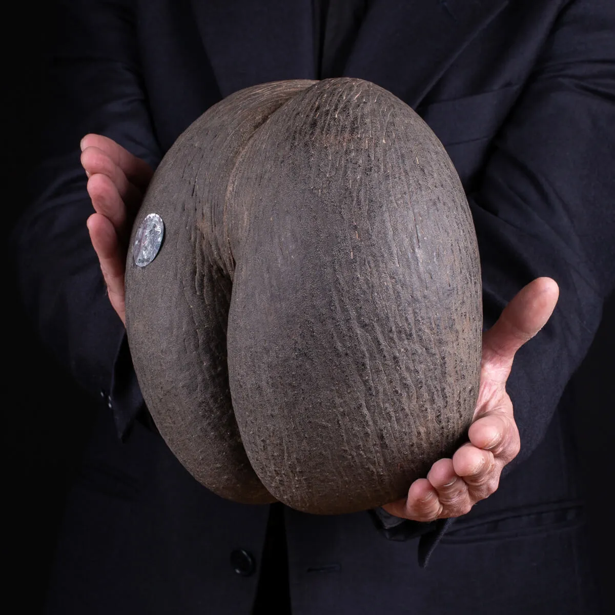 Coco de Mer - Lodoicea Maldivica