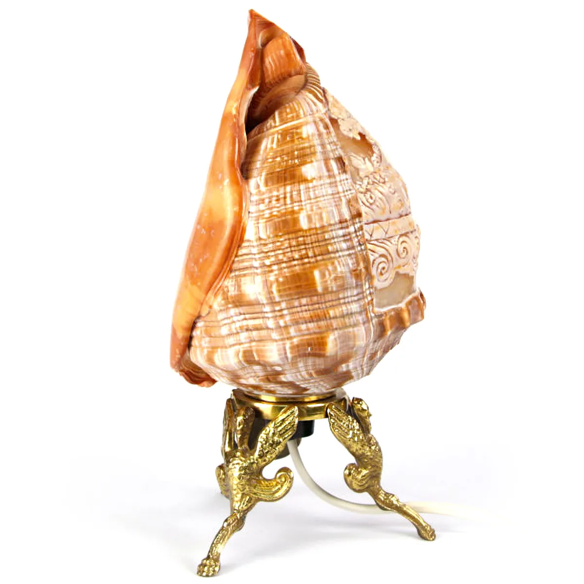 Lampada - Cassis Rufa Cammeo