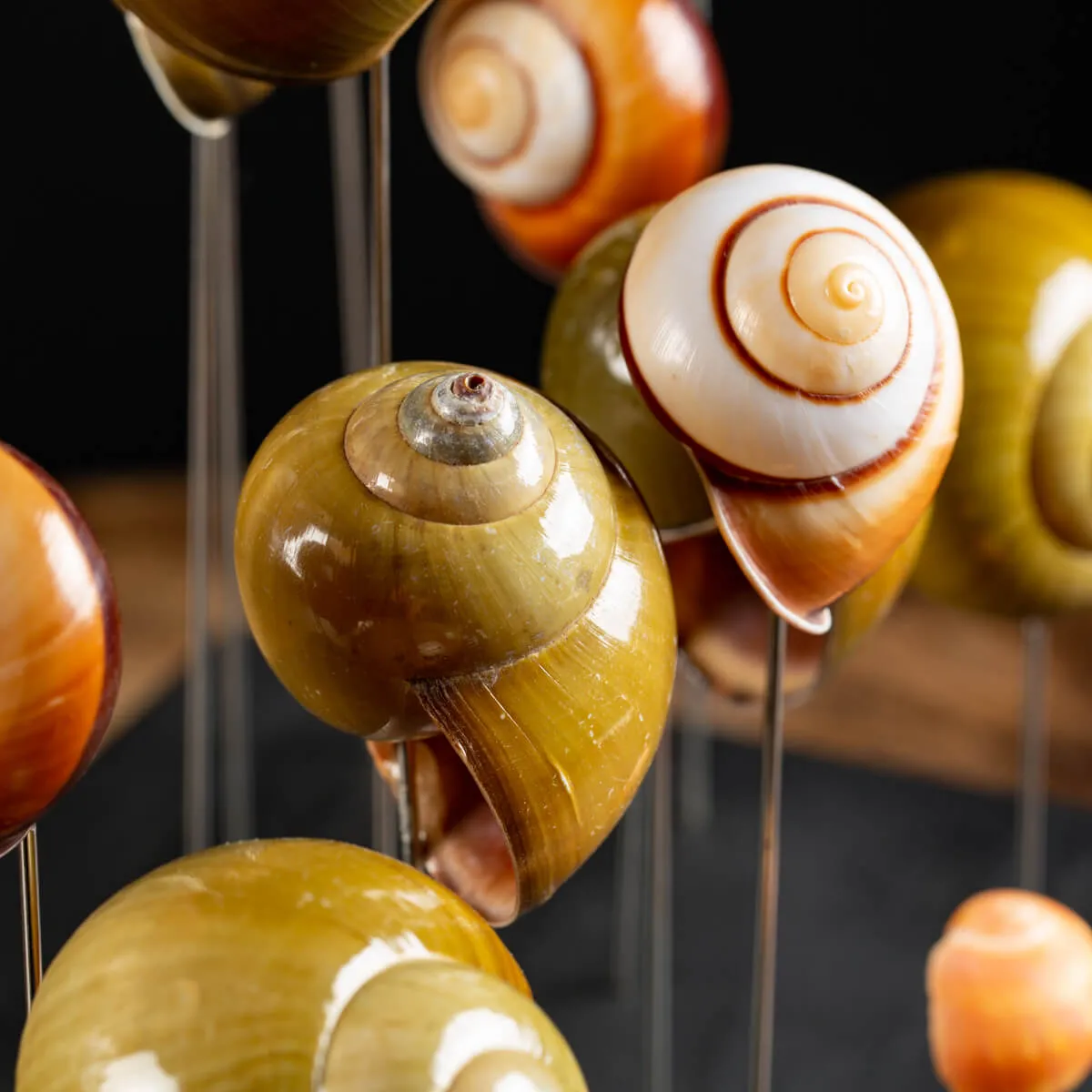 Conchiglie terrestri sotto Campana di Vetro
