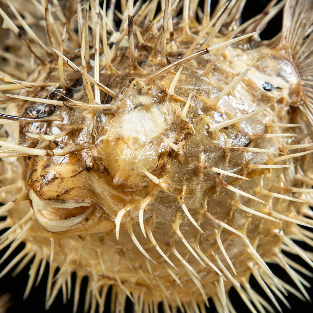 Corallo e Pesci Palla sotto Campana di Vetro