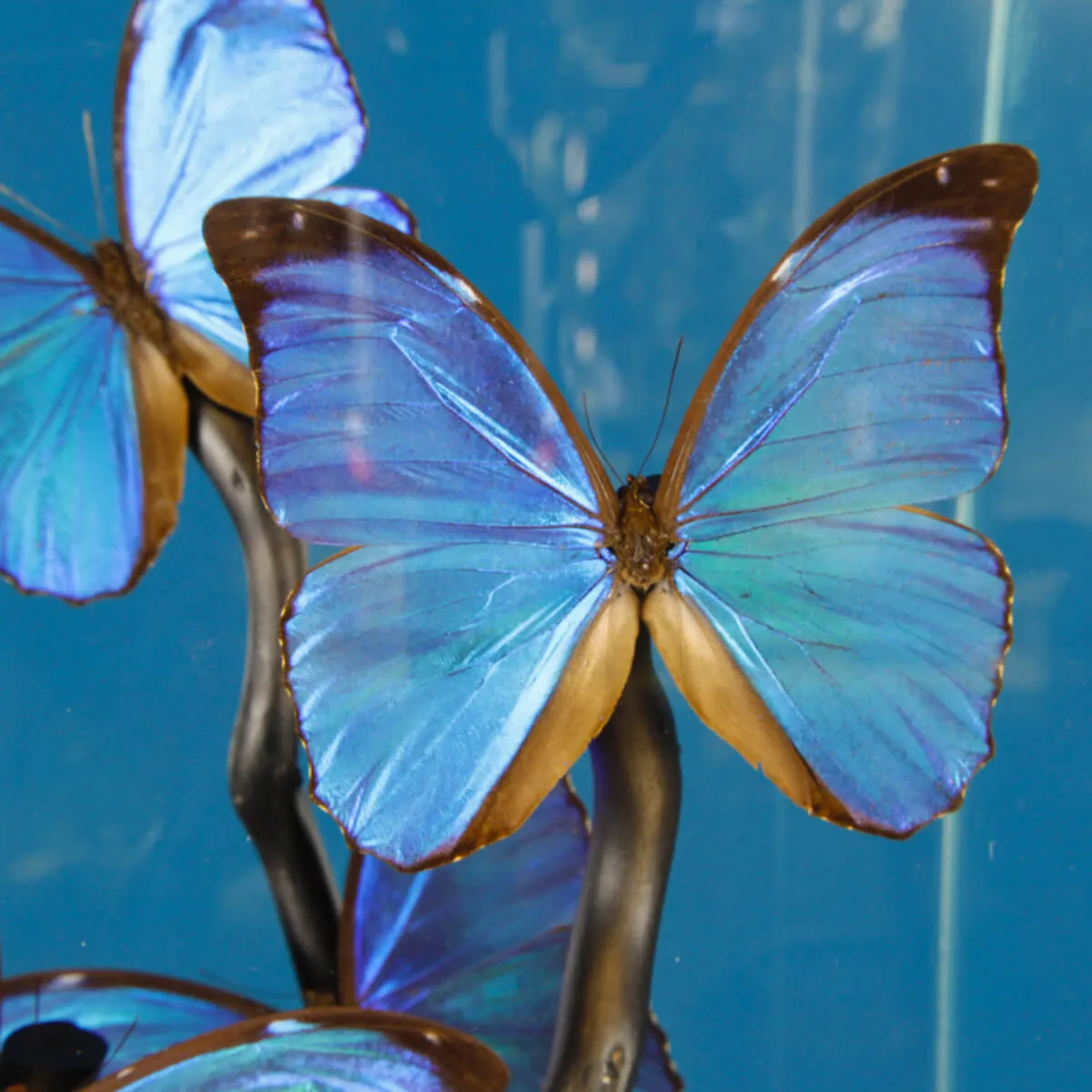 Morfo Blu Farfalle sotto Teca di Vetro