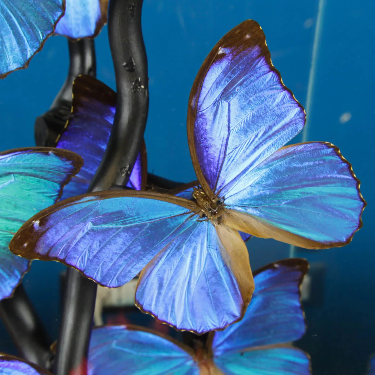 Morfo Blu Farfalle sotto Teca di Vetro