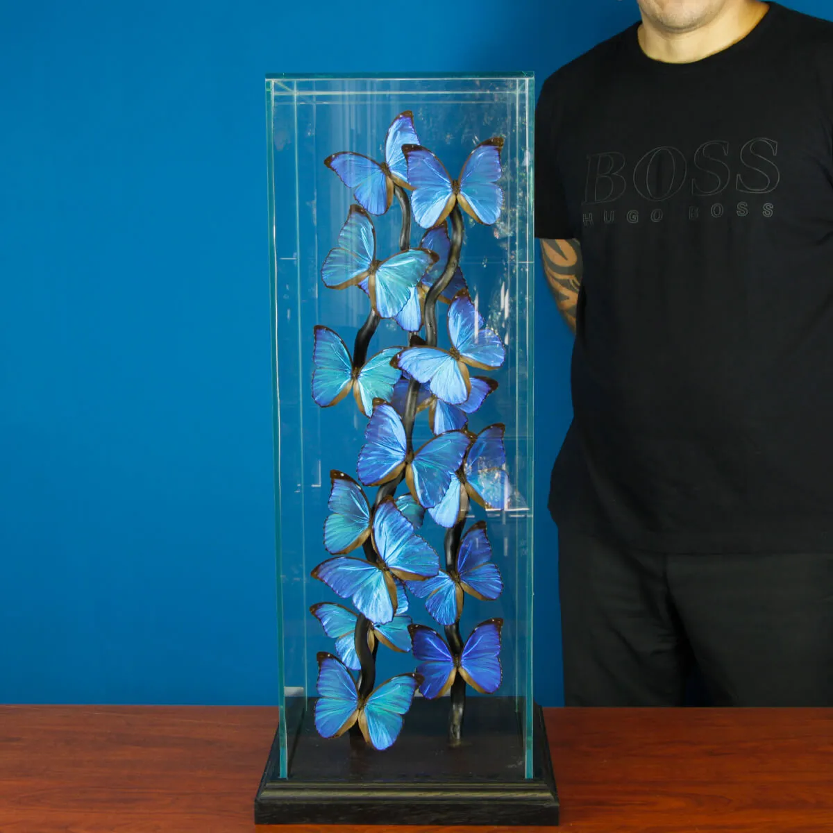 Morfo Blu Farfalle sotto Teca di Vetro