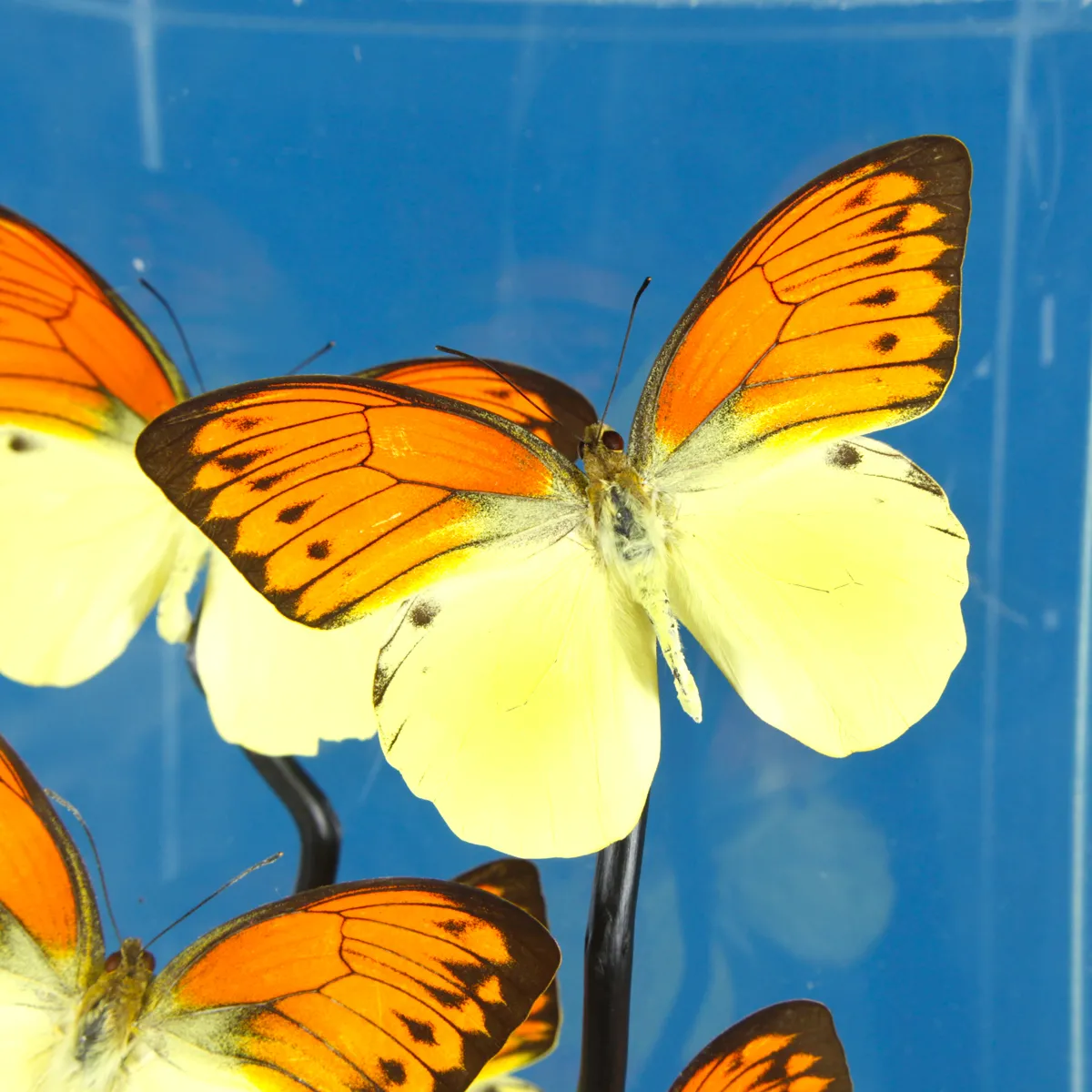 Hebomoia Leucippe Farfalle sotto Teca di Vetro