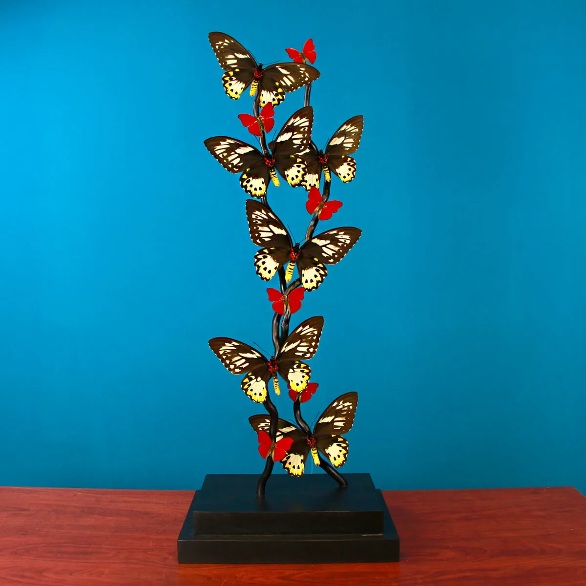 Ornithoptera Priamus e Cymothoe Sangaris Farfalle sotto Teca di Vetro